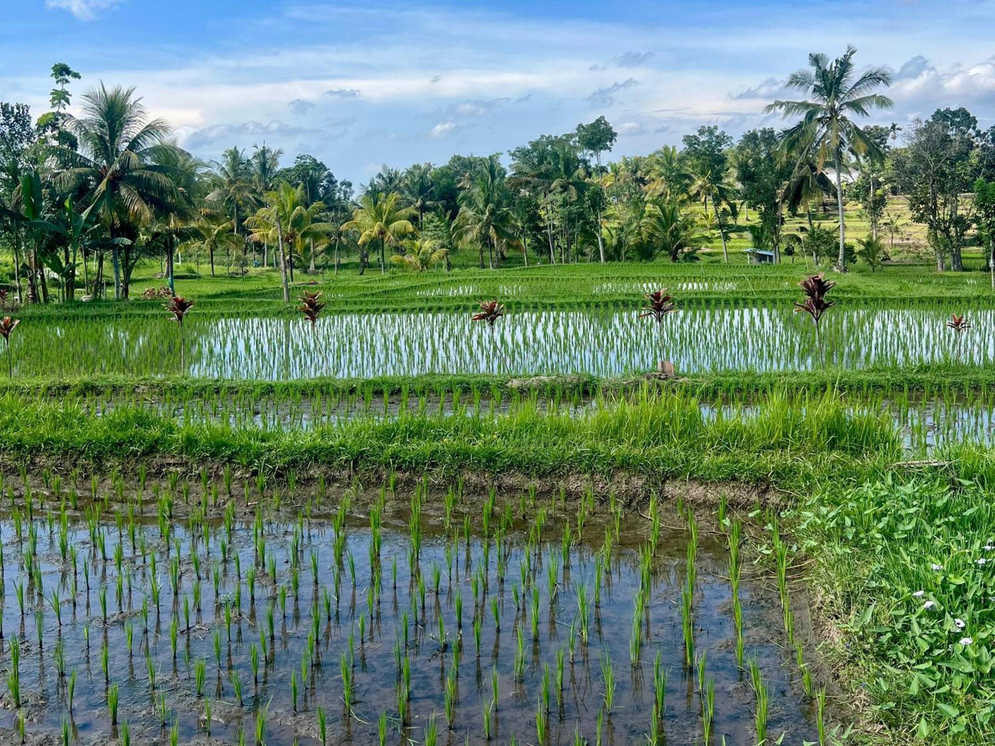 Bello Bungalow Batukliang Luaran gambar